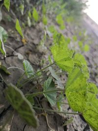 Close-up of green leaves on plant