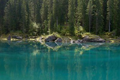 Scenic view of lake in forest