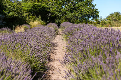 Purple flowering plants on field