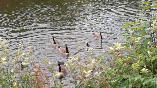 Ducks swimming in lake