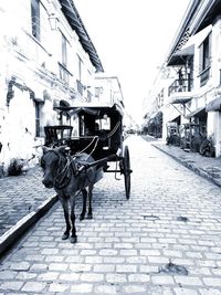 Horse cart on street in city