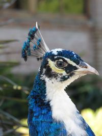 Close-up of a bird