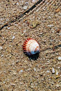 High angle view of shell on sand