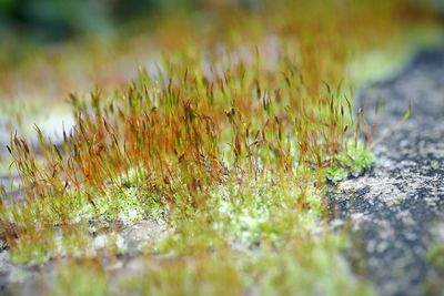 Close-up of plant growing on field