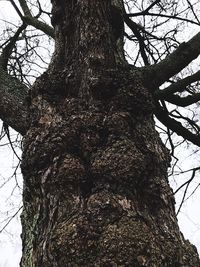 Low angle view of tree against sky