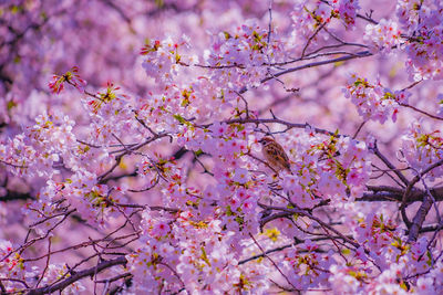 Low angle view of cherry blossoms in spring