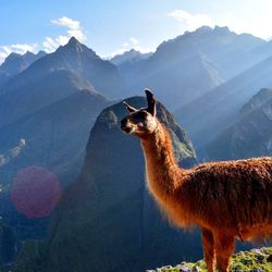 Side view of llama on cliff against mountains