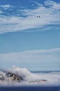 Seagull flying in the sky