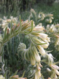 Close-up of plant against blurred background