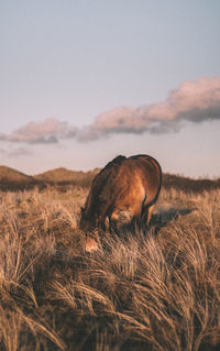 Sheep on field against sky during sunset