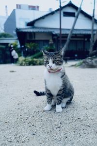 Cat sitting on street