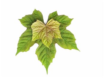 Close-up of maple leaf against white background