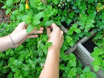 Cropped image of hand picking plant