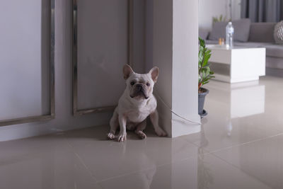 Portrait of a dog sitting on floor