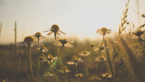 Close-up of flowers growing in field