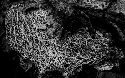 Close-up of fishing net