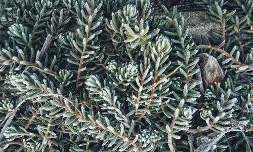 Full frame shot of plants