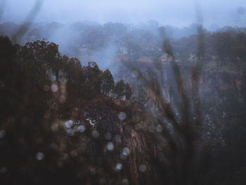 Trees in forest against sky