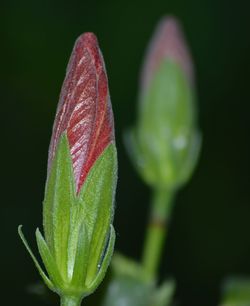 Close-up of flower against blurred background