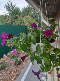 Close-up of pink flowering plants