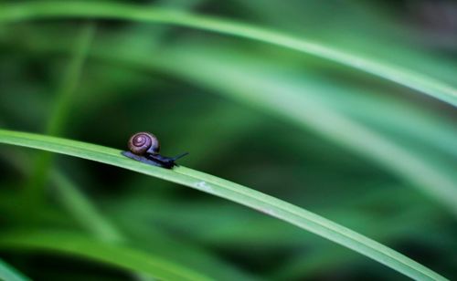 Close-up of insect on leaf