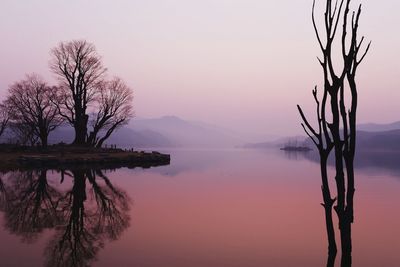 Reflection of trees in calm lake