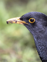 Close-up of a bird