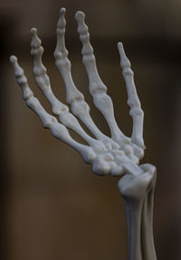Close-up of human skeleton