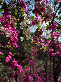 Close-up of cherry blossoms in spring