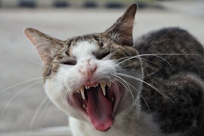 Close-up of cat yawning