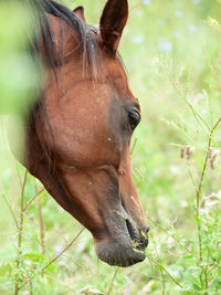 Close-up of horse grazing on grassy land