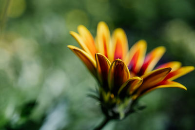 Gazania rigens on a natural green background.