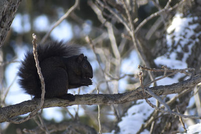 Low angle view of squirrel on tree