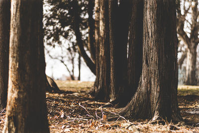 Trees growing in forest