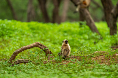 Monkeys sitting on a land