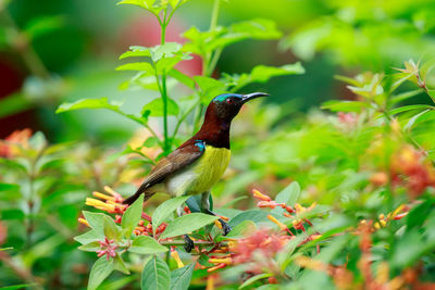 Close-up of bird perching on plant