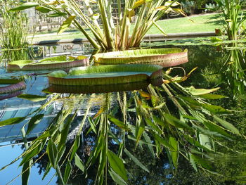 Close-up of green plants in lake