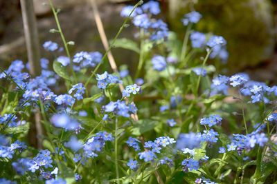 Close-up of purple flowering plants on field