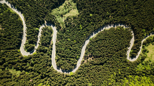 High angle view of road amidst trees in forest