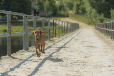 Dog standing on road