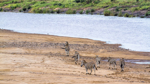 Zebras walking by river