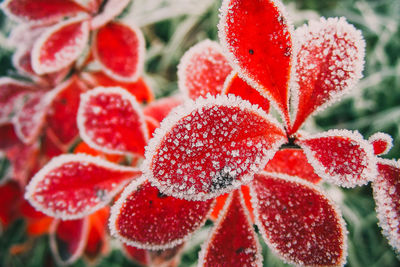 Close-up of frozen plant