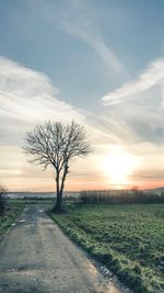 Bare tree on field against sky during sunset