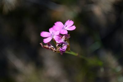 Close-up of flower blooming outdoors