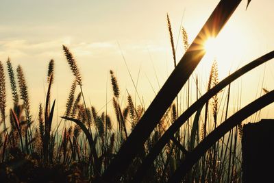 Low angle view of silhouette plants against sky during sunset