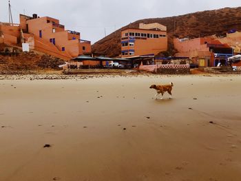 View of a dog in front of buildings