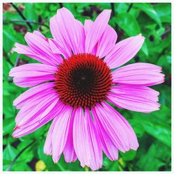 Close-up of pink flowers