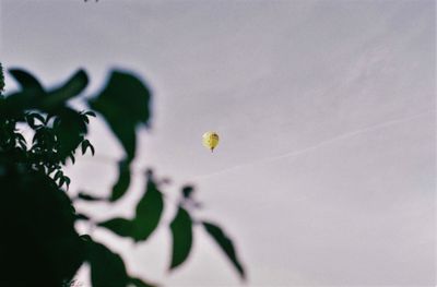 Close-up of flowering plant against sky