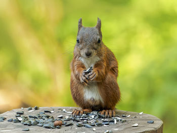 Close-up of squirrel