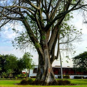 Tree in park against sky